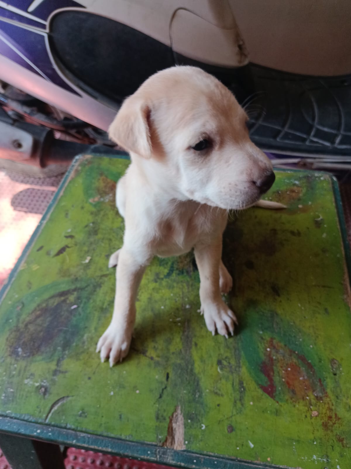 dog-photo