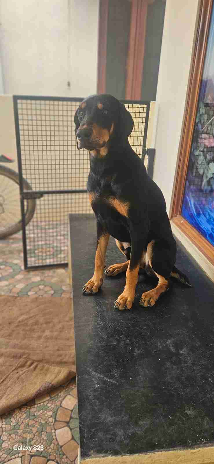pet photo