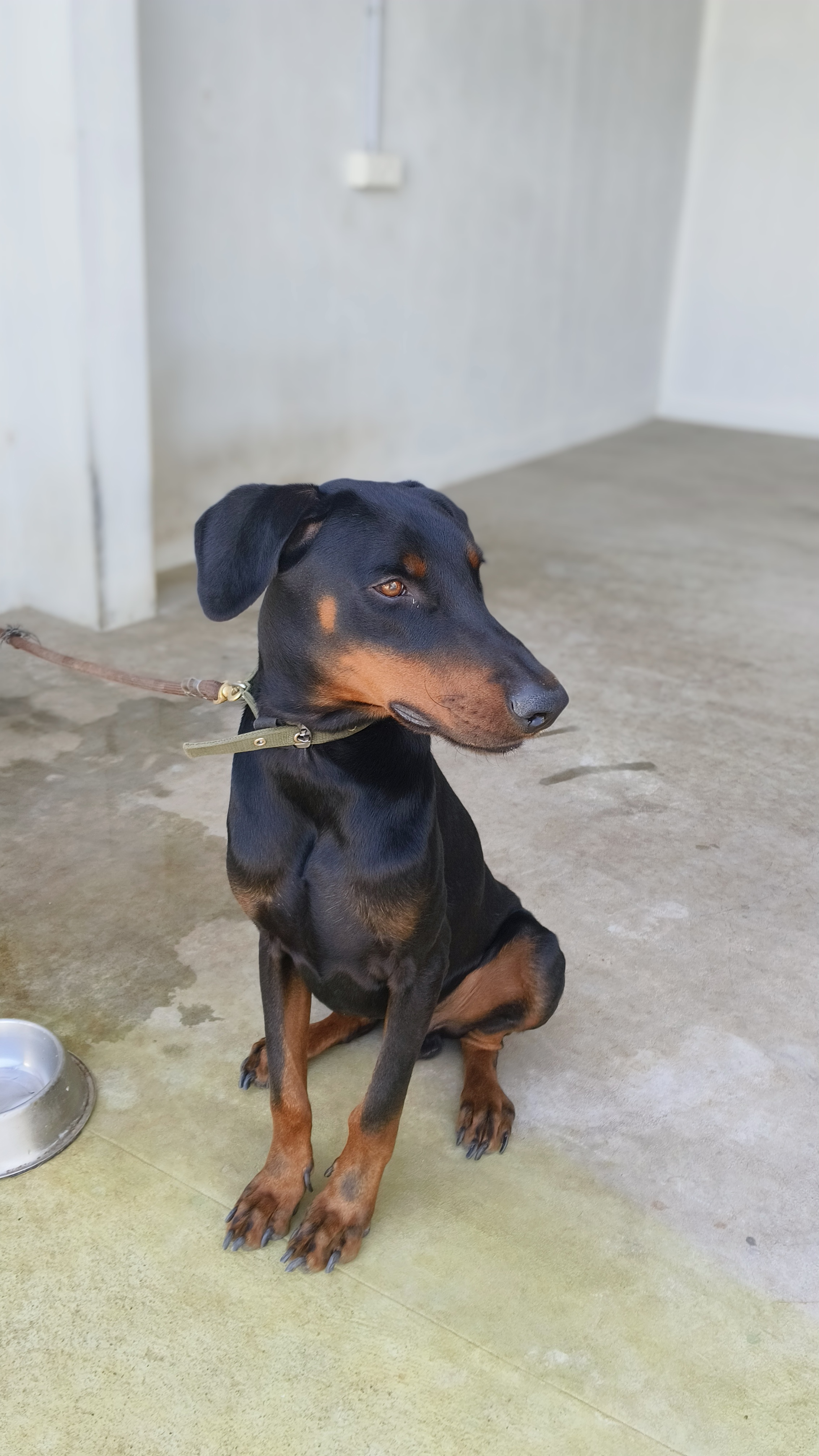 dog-photo