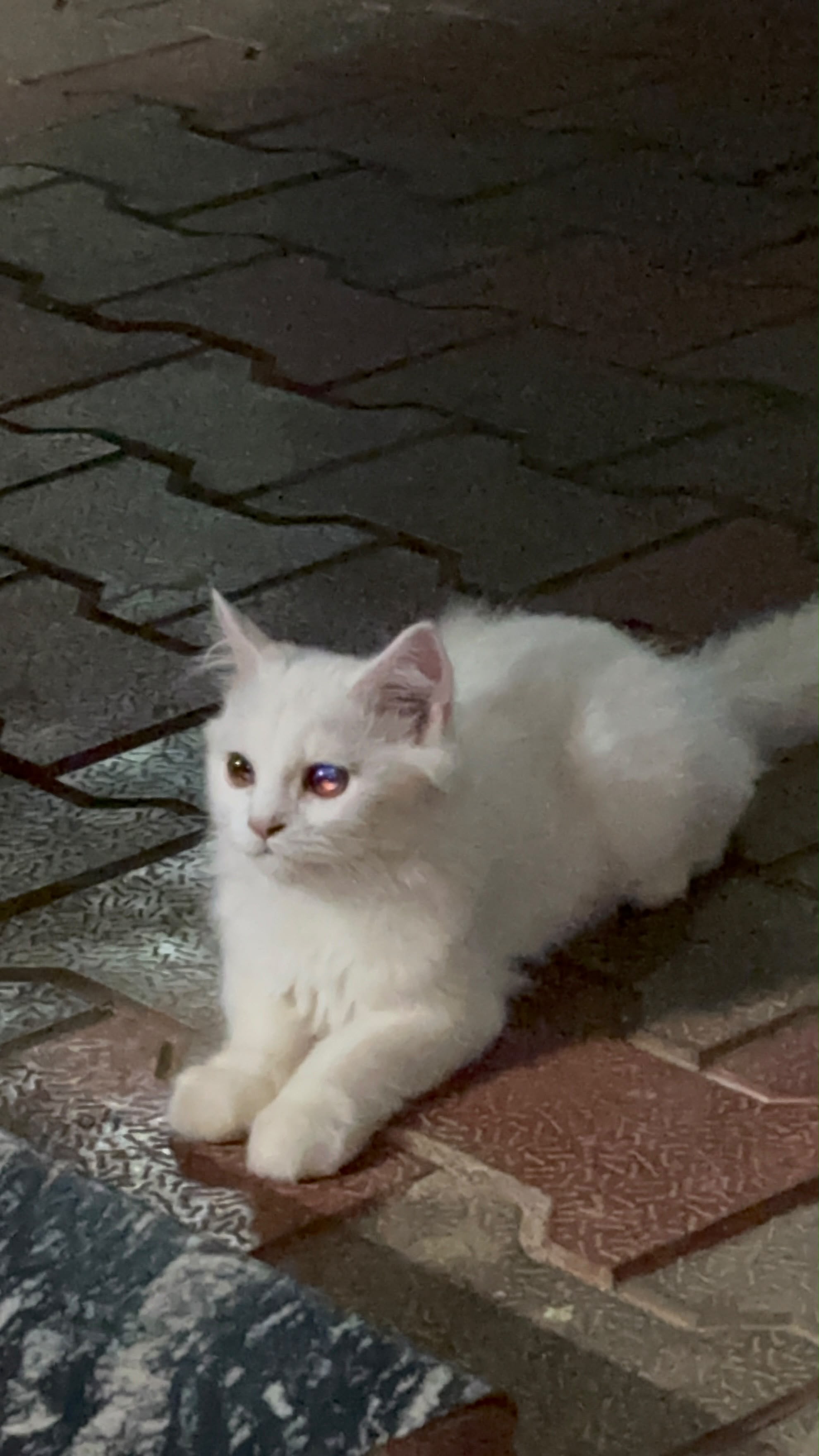 pet photo