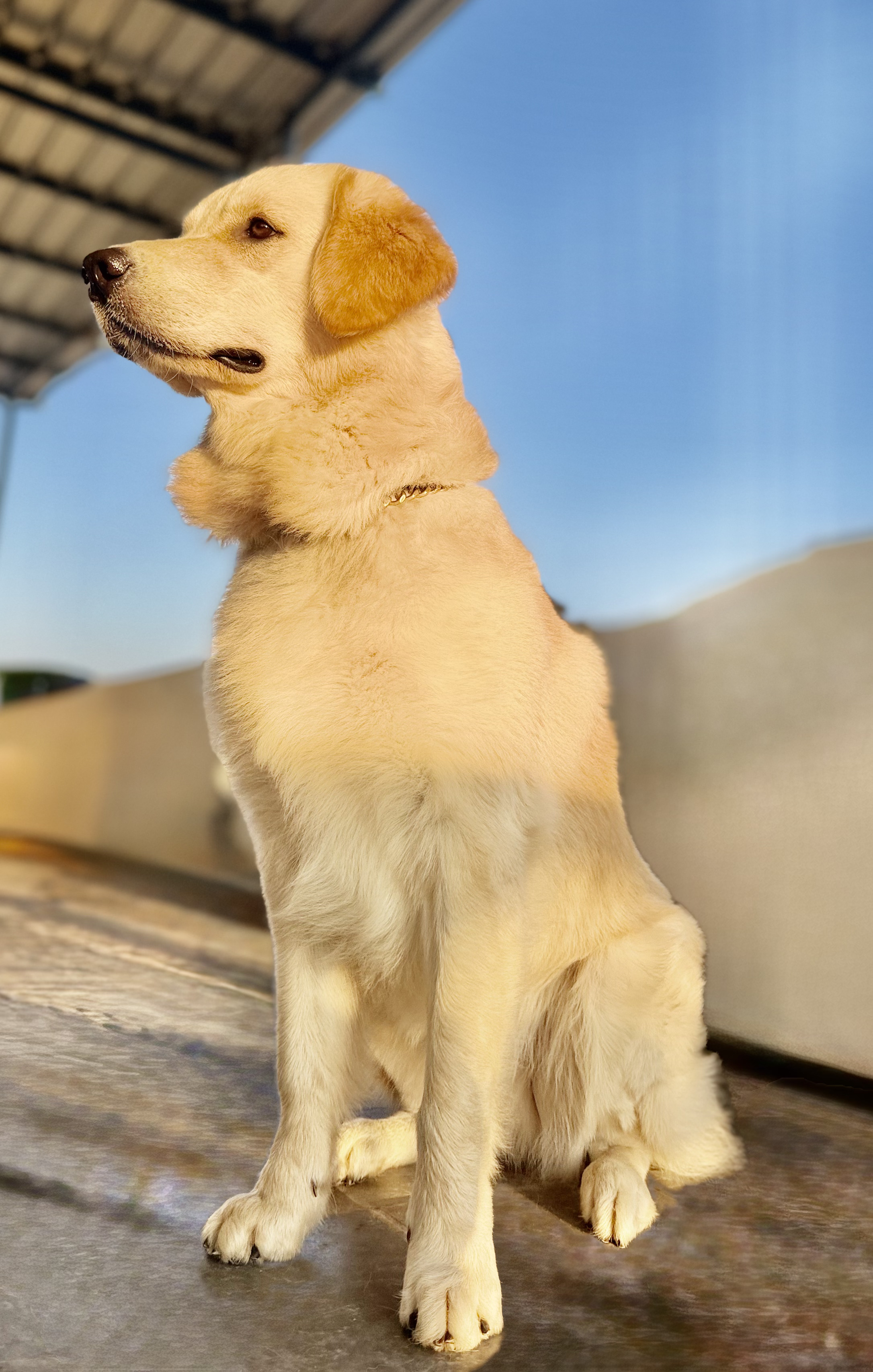 dog-photo