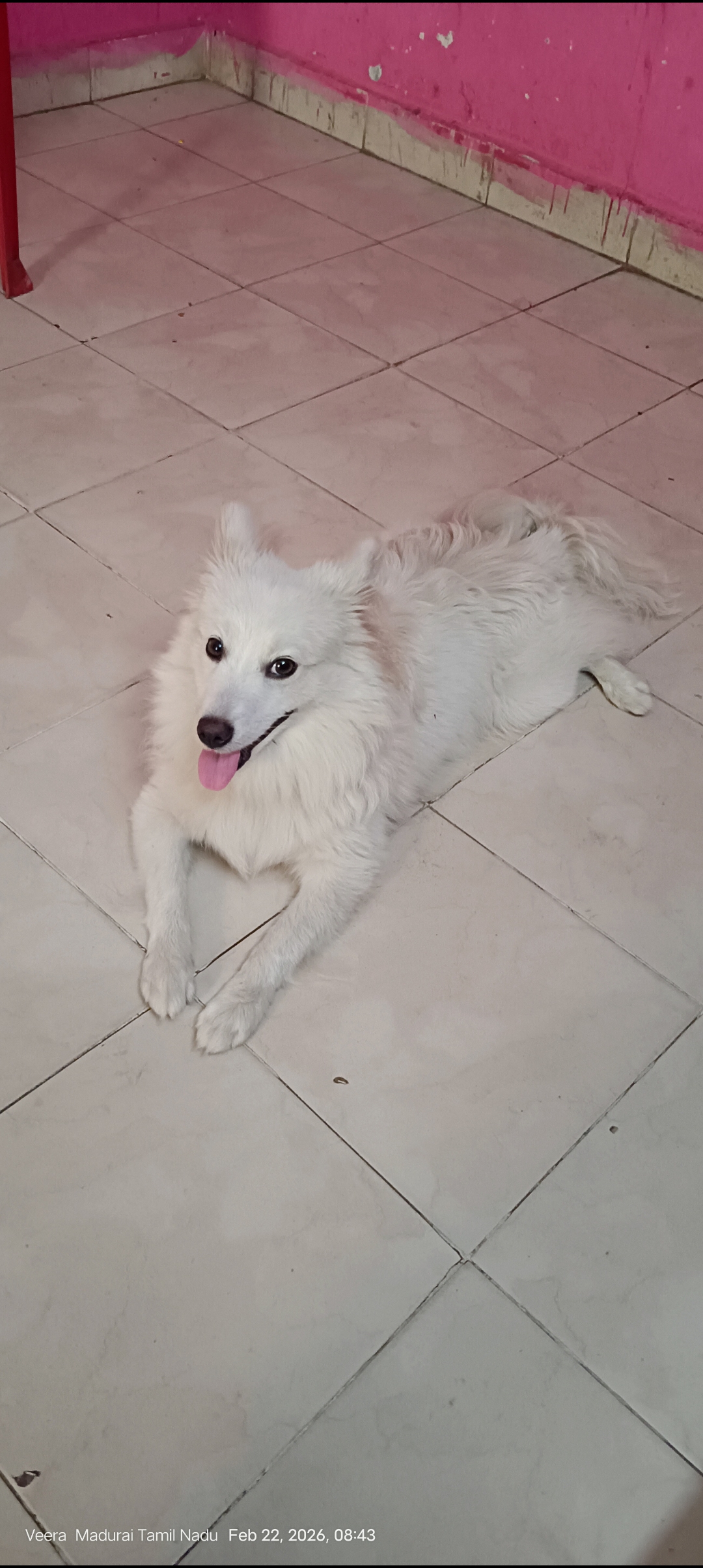 dog-photo