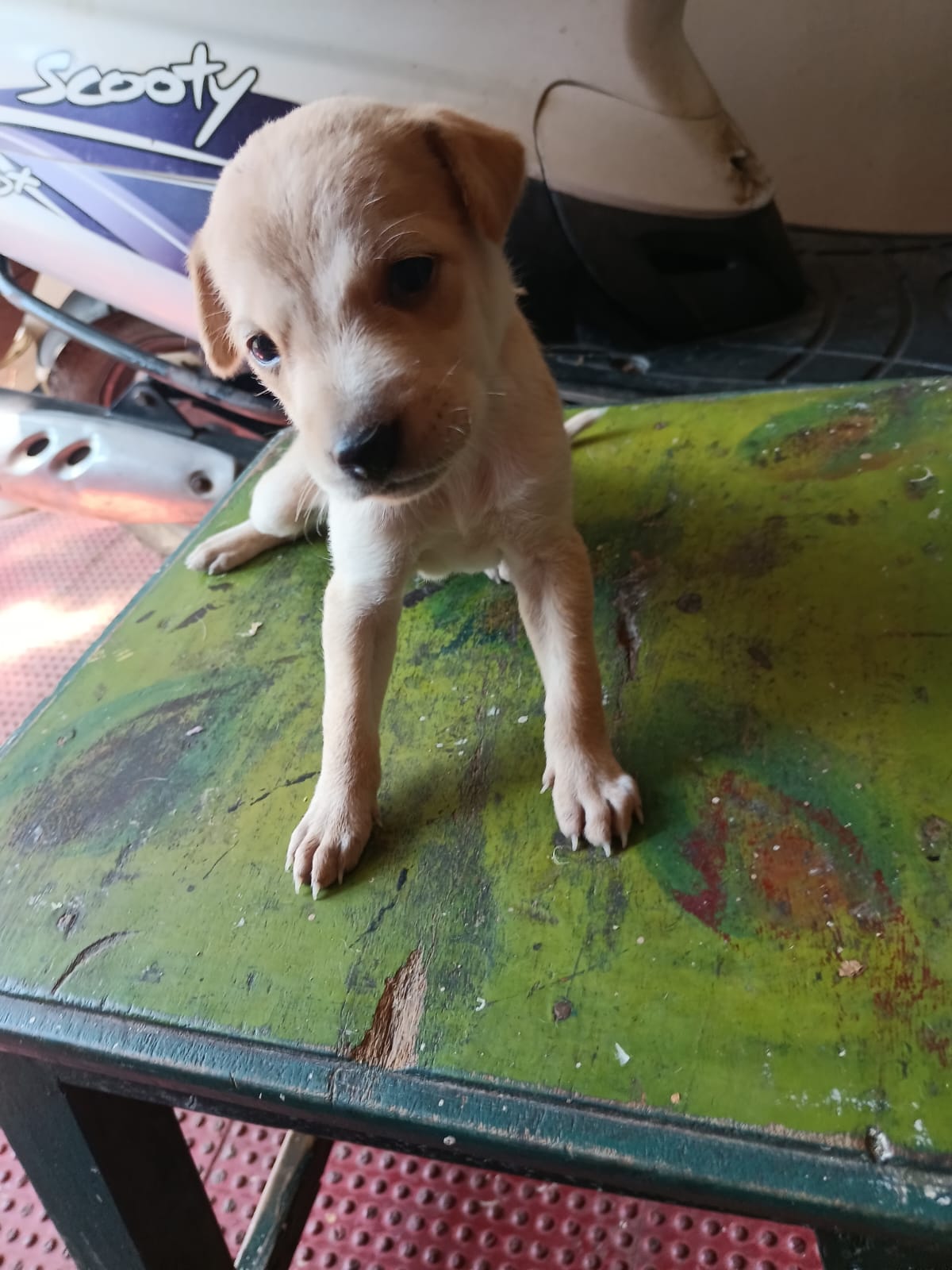 dog-photo