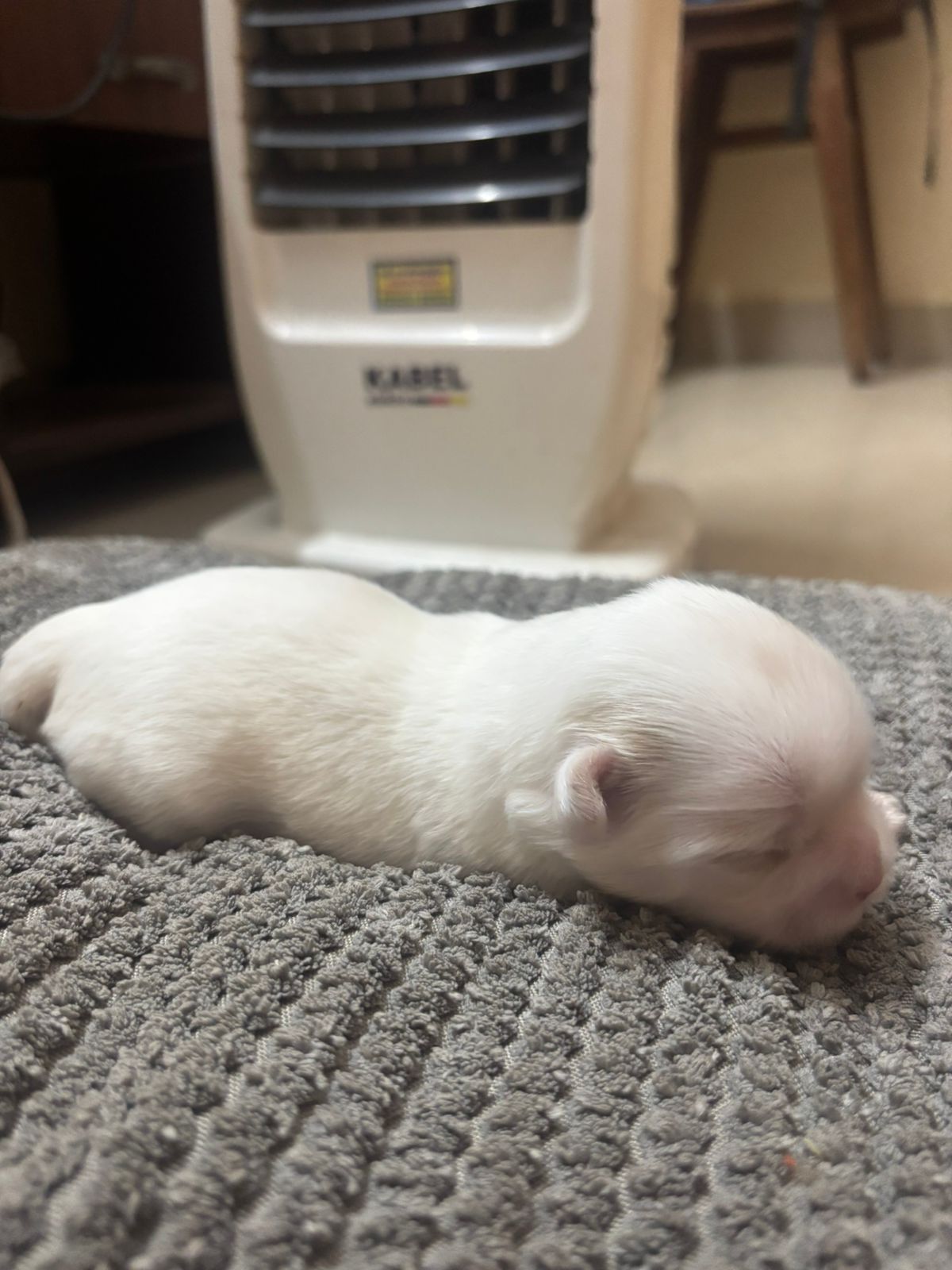 pet photo