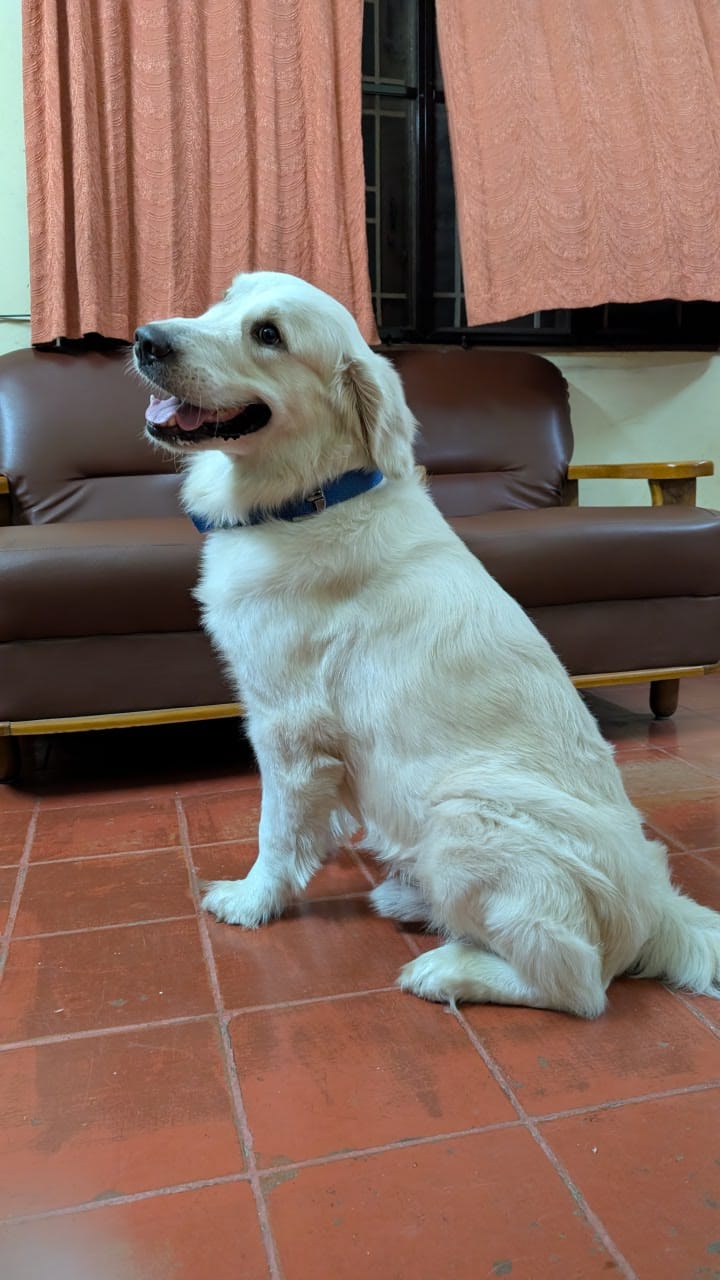 pet photo