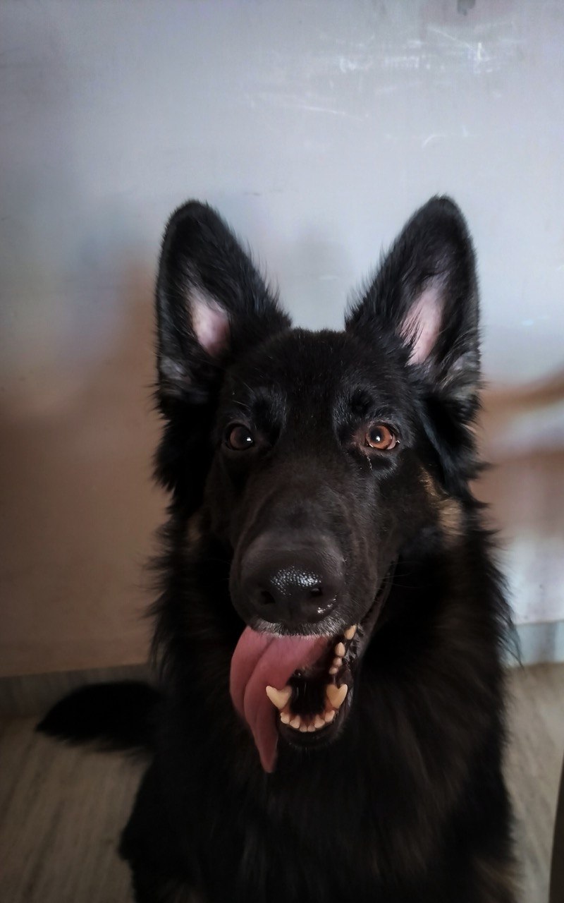 dog-photo