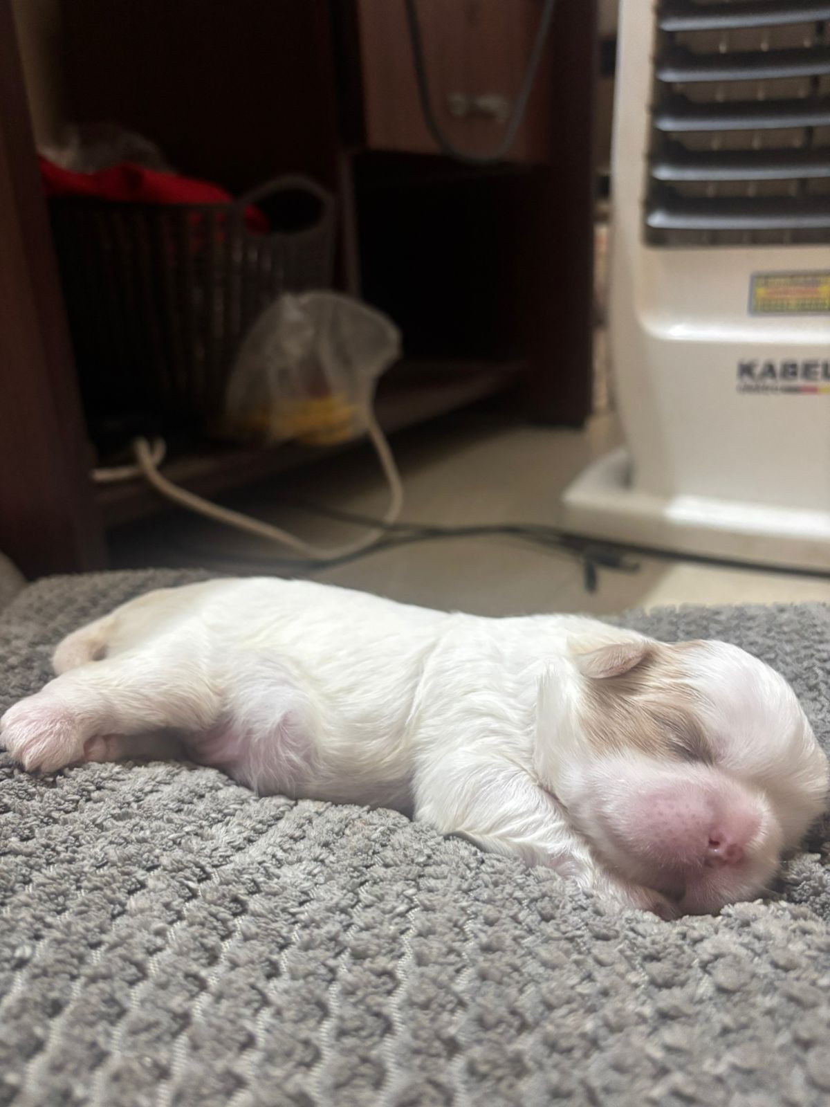 pet photo