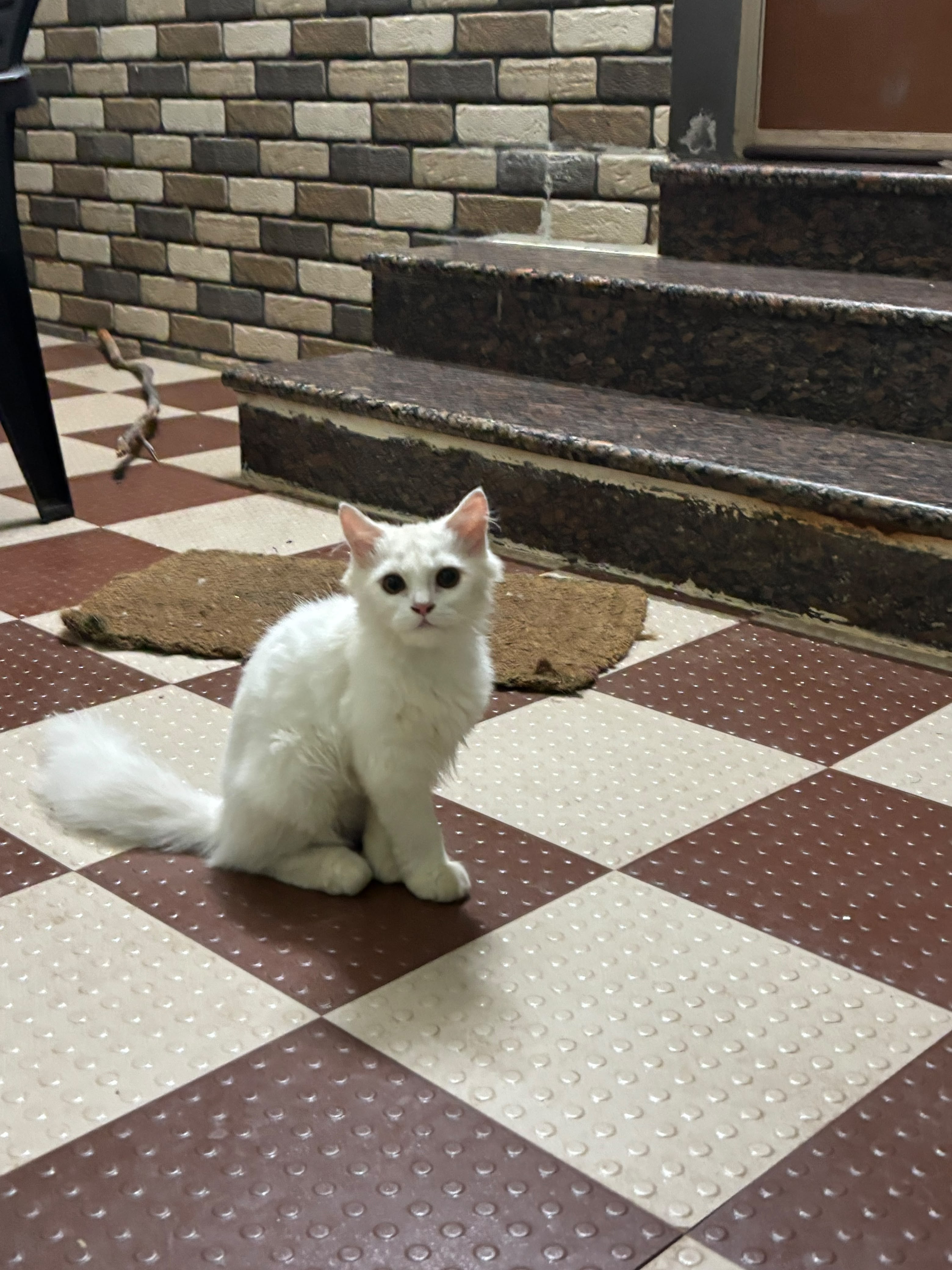 cat-photo