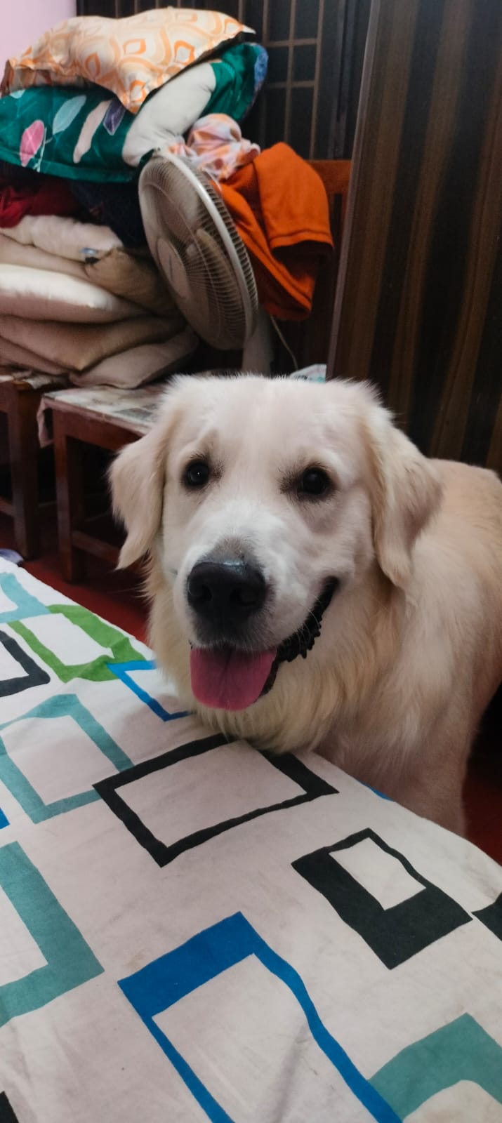 pet photo
