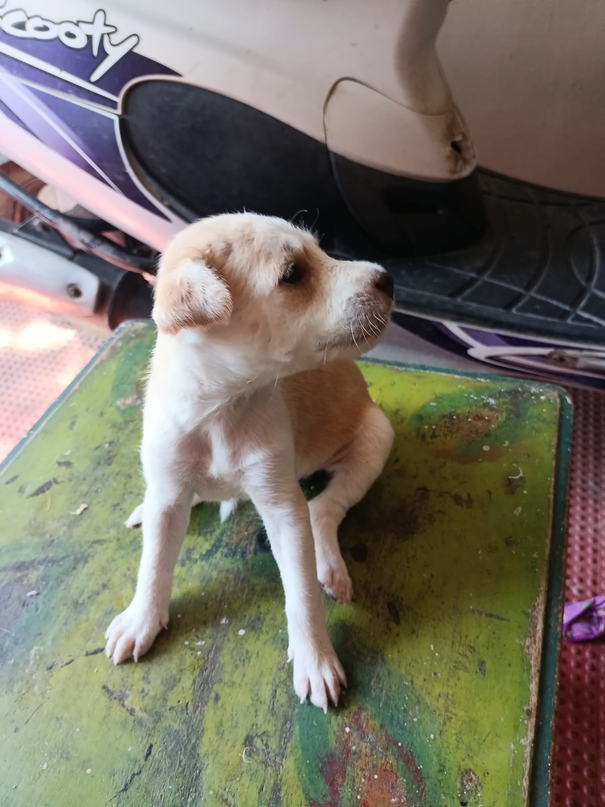 dog-photo