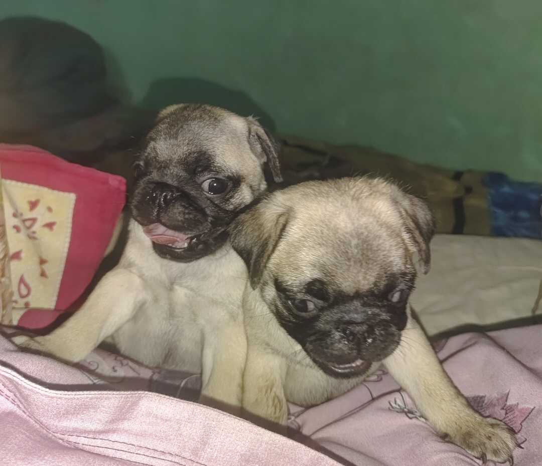 dog-photo