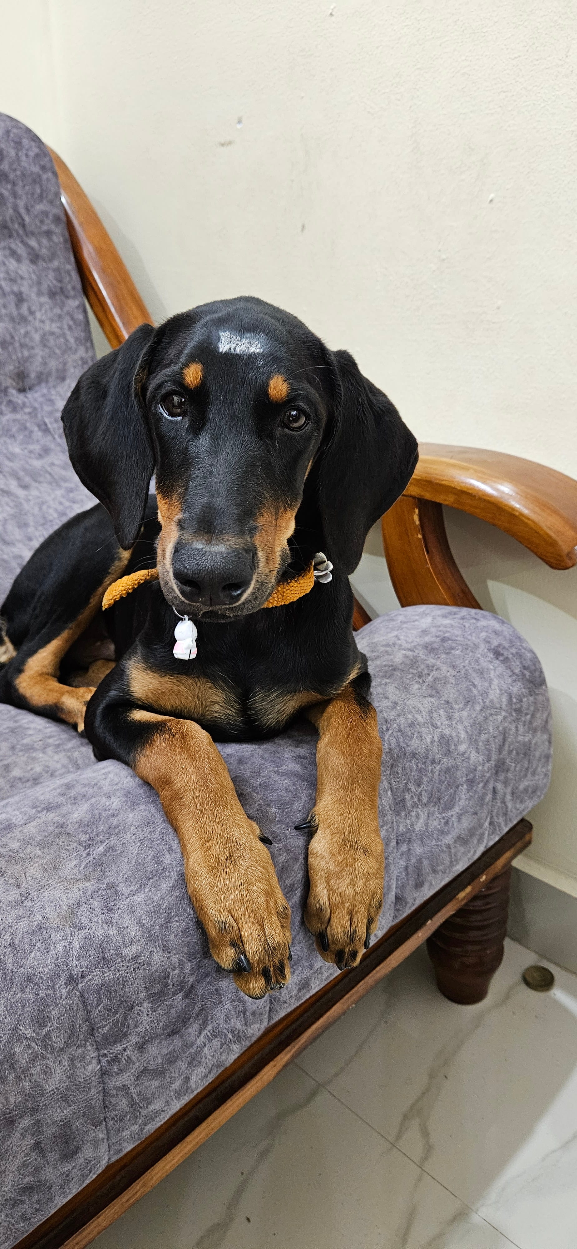 dog-photo