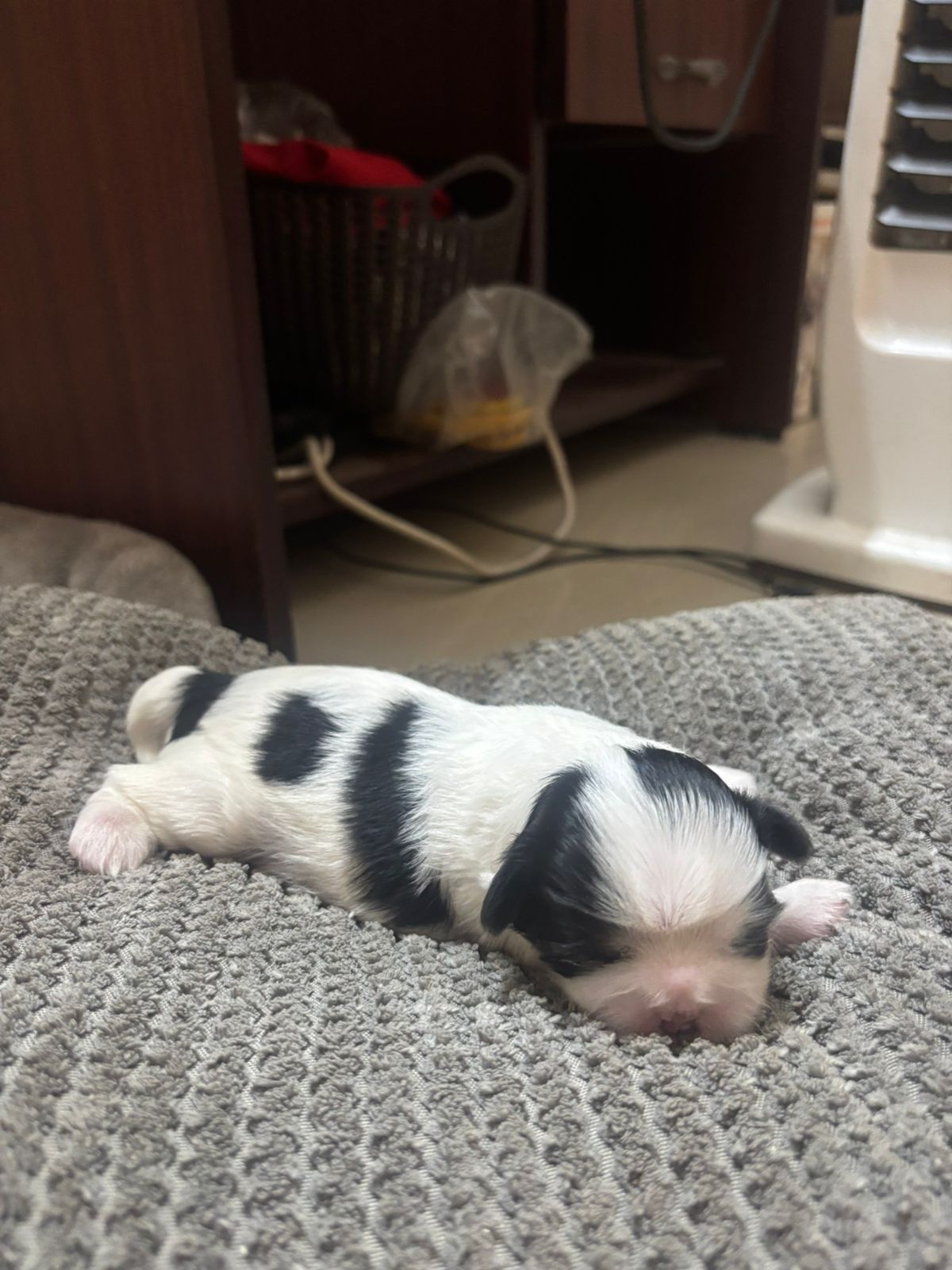 pet photo