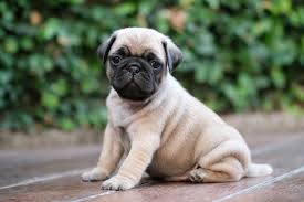 dog-photo