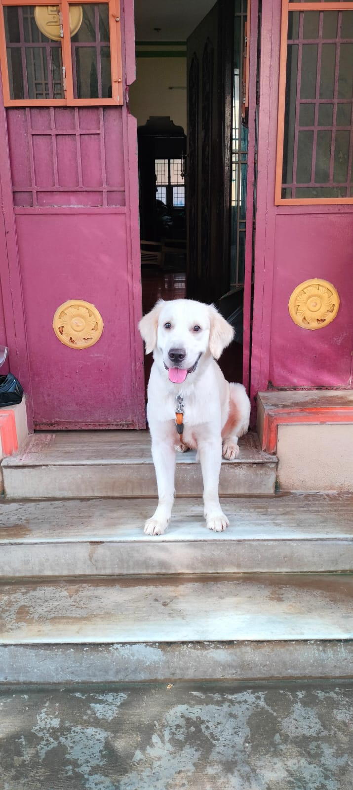 dog-photo