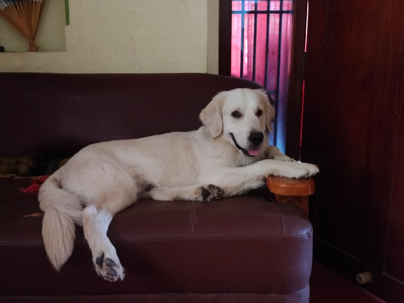 pet photo