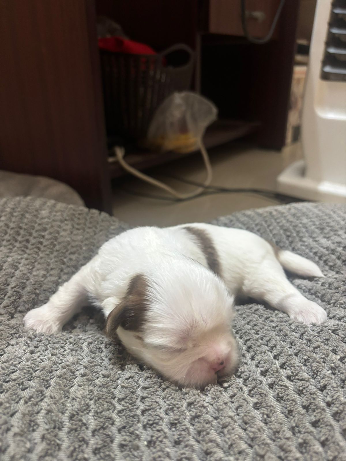 dog-photo